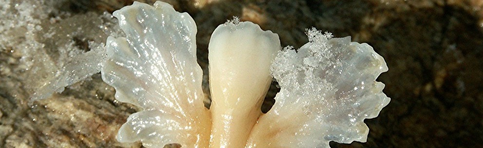 LABORATOIRE BONGERT (17)